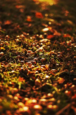 Autum-0H5A3137